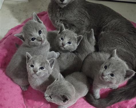 Russian Kitties.